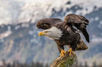 A bald eagle in Alaska by Andy Morffew via Wikipedia (CC BY 2.0).