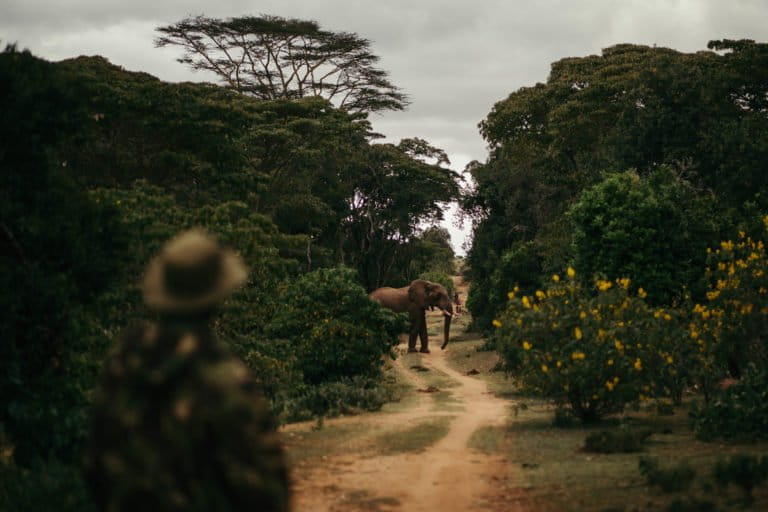 Kenya forest service