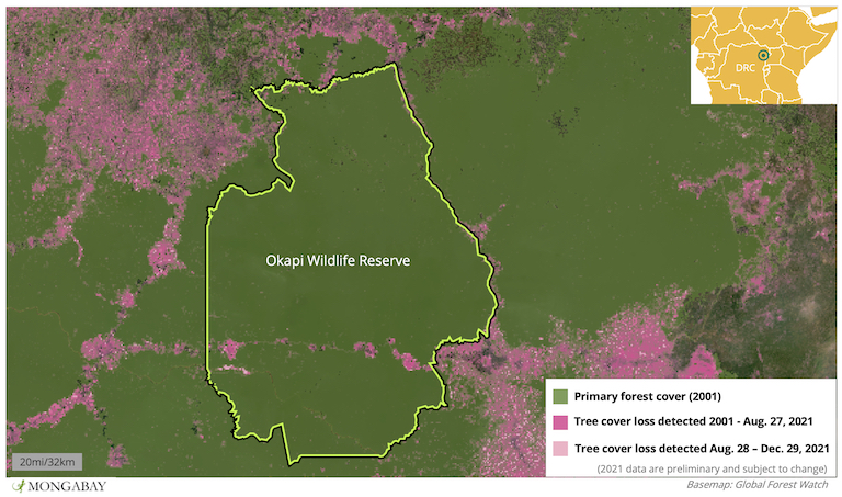 Satellite data from the University of Maryland show most of Okapi Wildlife Reserve's habitat is still unscathed - but cleared areas in its southern portion are expanding. 