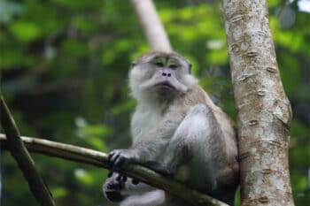 A long-tailed macaque in Gunung Leuser National Park. Image by Rhett A. Butler/Mongabay.