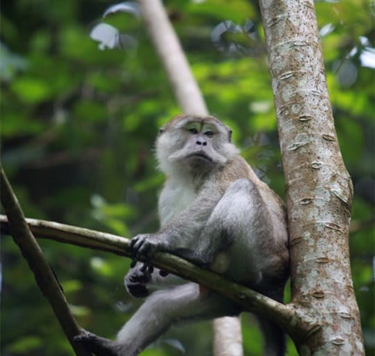 A long-tailed macaque in Gunung Leuser National Park. Image by Rhett A. Butler/Mongabay.