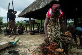 A woman harvests palm fruit in a village near Equatorial Palm Oil's former concession in Grand Bassa, Liberia. Image courtesy of the Open Government Partnership via Flickr, Attribution 2.0 Generic (CC BY 2.0).