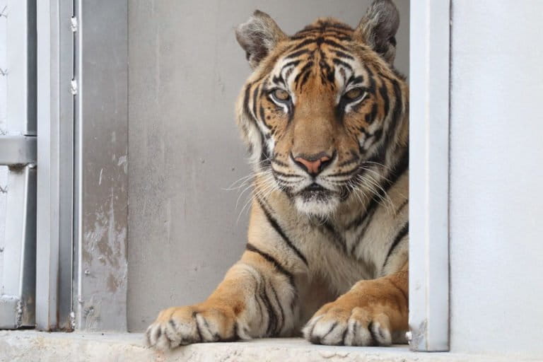 Endangered tiger cubs enjoy water fight during lockdown