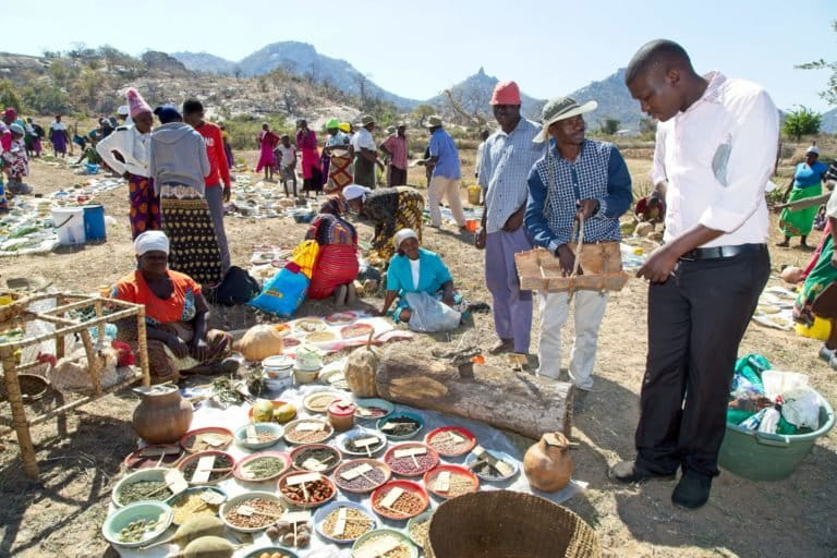 Zimbabwe seed farmer