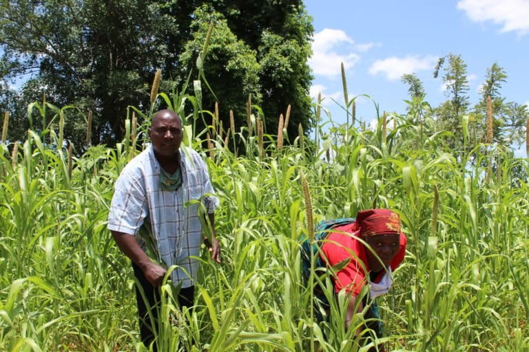 Zimbabwe farmer seed