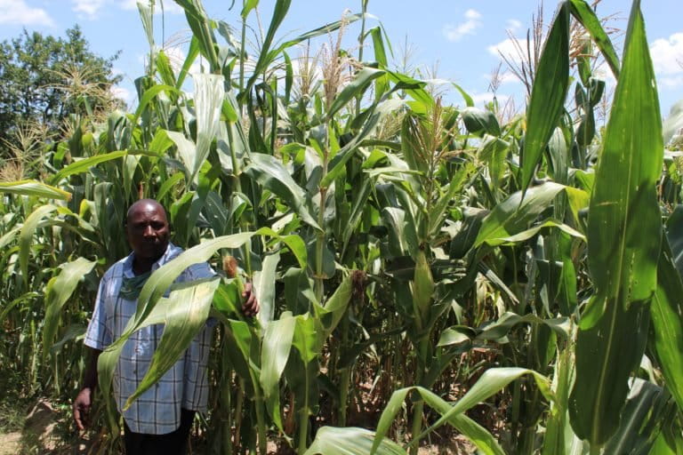 Zimbabwe farmer seed