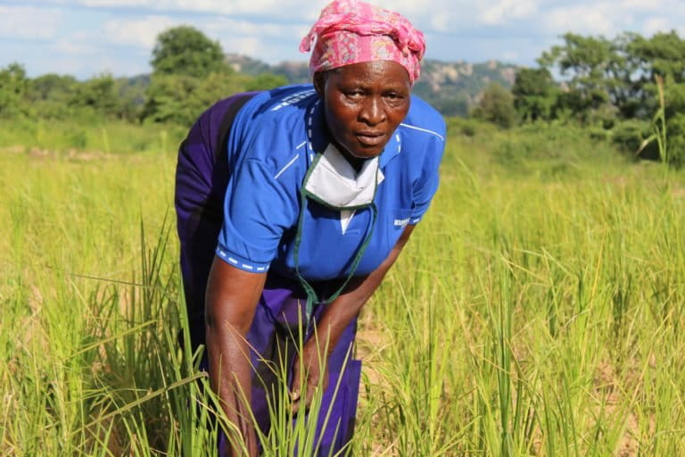 Zimbabwe farmer seed