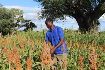 Zimbabwe farmer seed