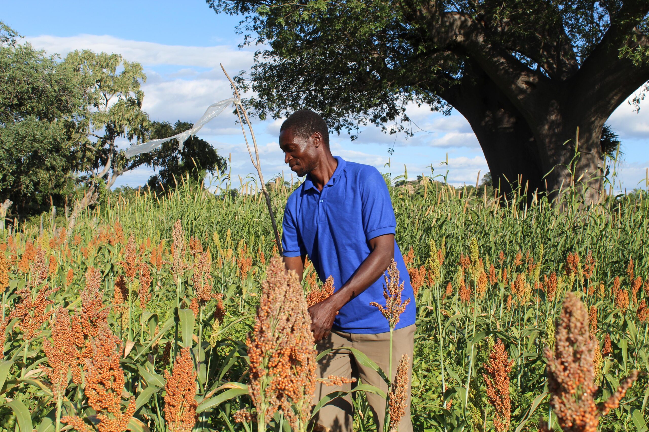 Farmers rediscover benefits of traditional small grains in Zimbabwe