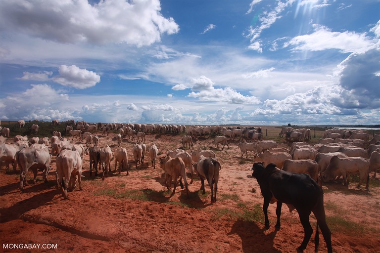 Herd of cattle in the Amazon. Image by Rhett A. Butler/Mongabay.