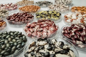 The new Future Seeds facility holds the world's largest collection of bean varieties. Photo via The Alliance of Bioversity International and CIAT / Juan Pablo Marin