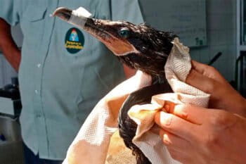 A bird rescued from the oil spill is cared for by personnel from the national wildlife agency, SERFOR. Image courtesy of SERFOR.