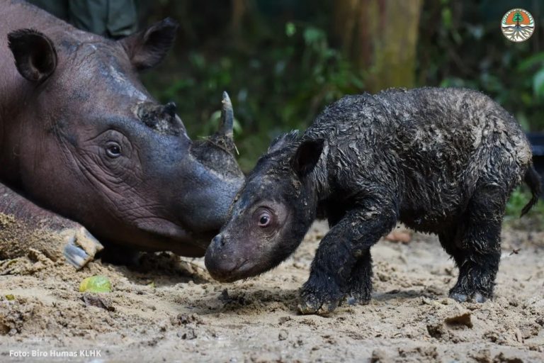 Rosa and her child. (Image courtesy of the Indonesian Ministry of Environment and Forestry via travel.mongabay.com.)