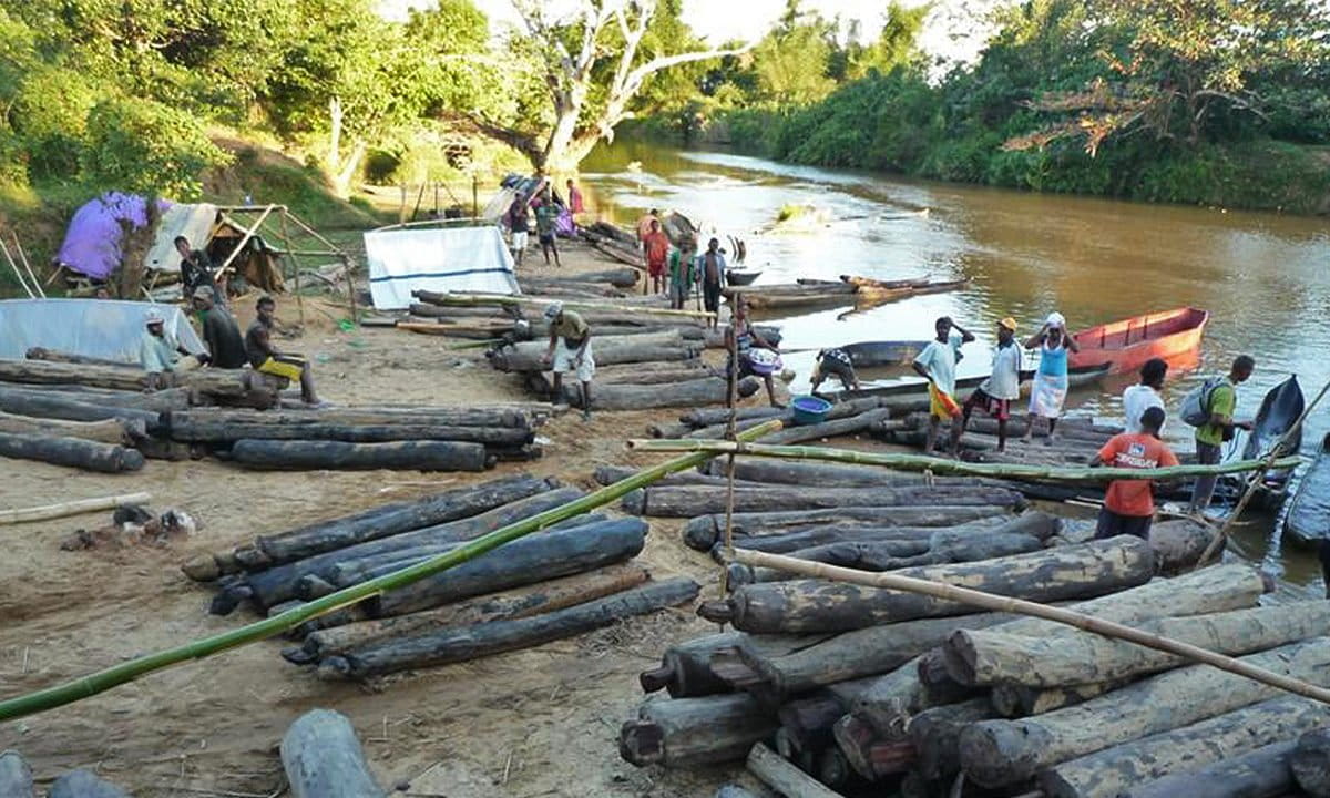 Rosewood stacked for river transport in Madagascar, 2010.