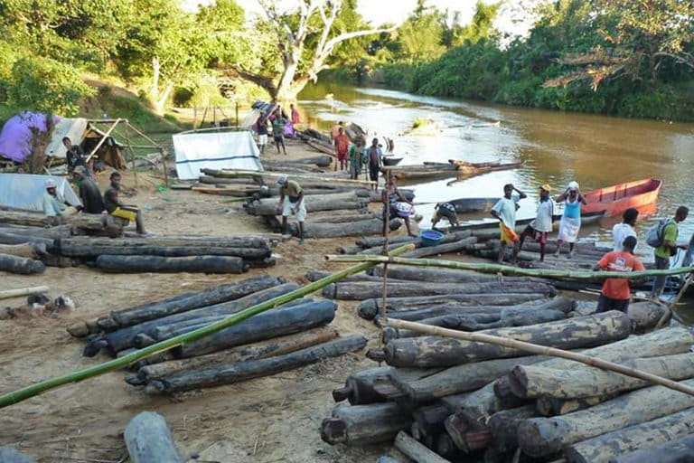 Rosewood stacked for river transport in Madagascar, 2010.