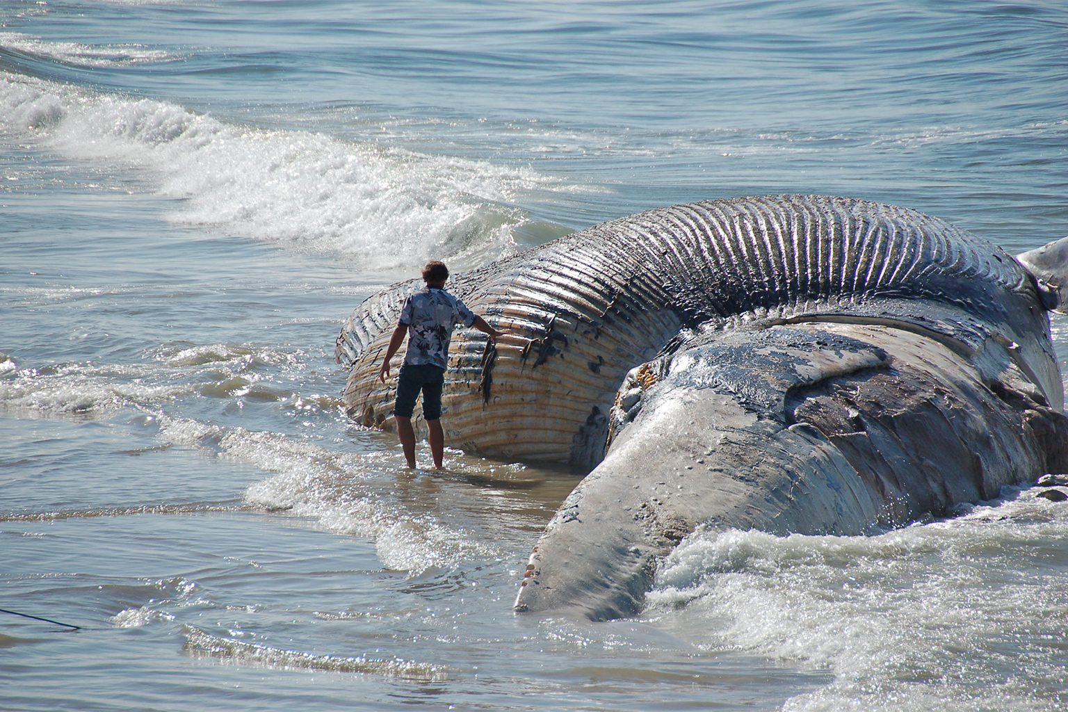 A stranded whale in California. 