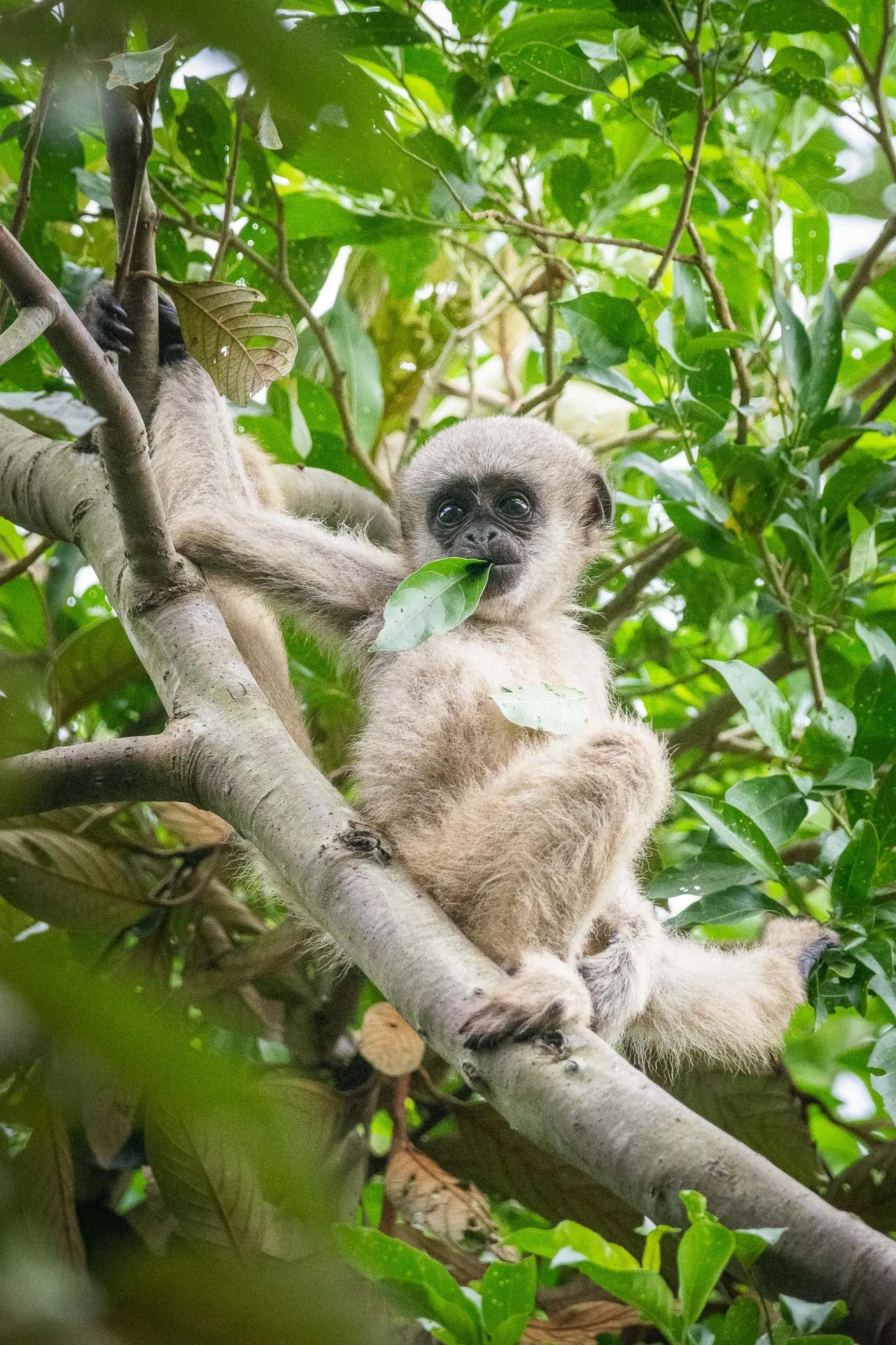 The Americas' biggest monkey, the northern muriqui has grown back from the  brink of extinction - ABC News