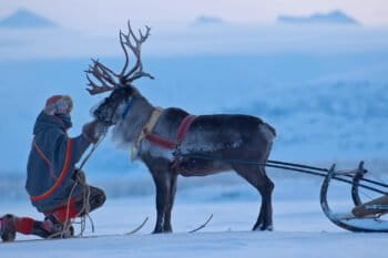 A member of the Sámi Indigenous people tends a reindeer in Sweden.
