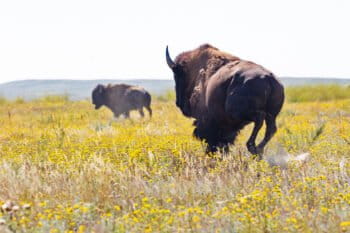 Wild bison, taking over Europe and North America, will once again roam England