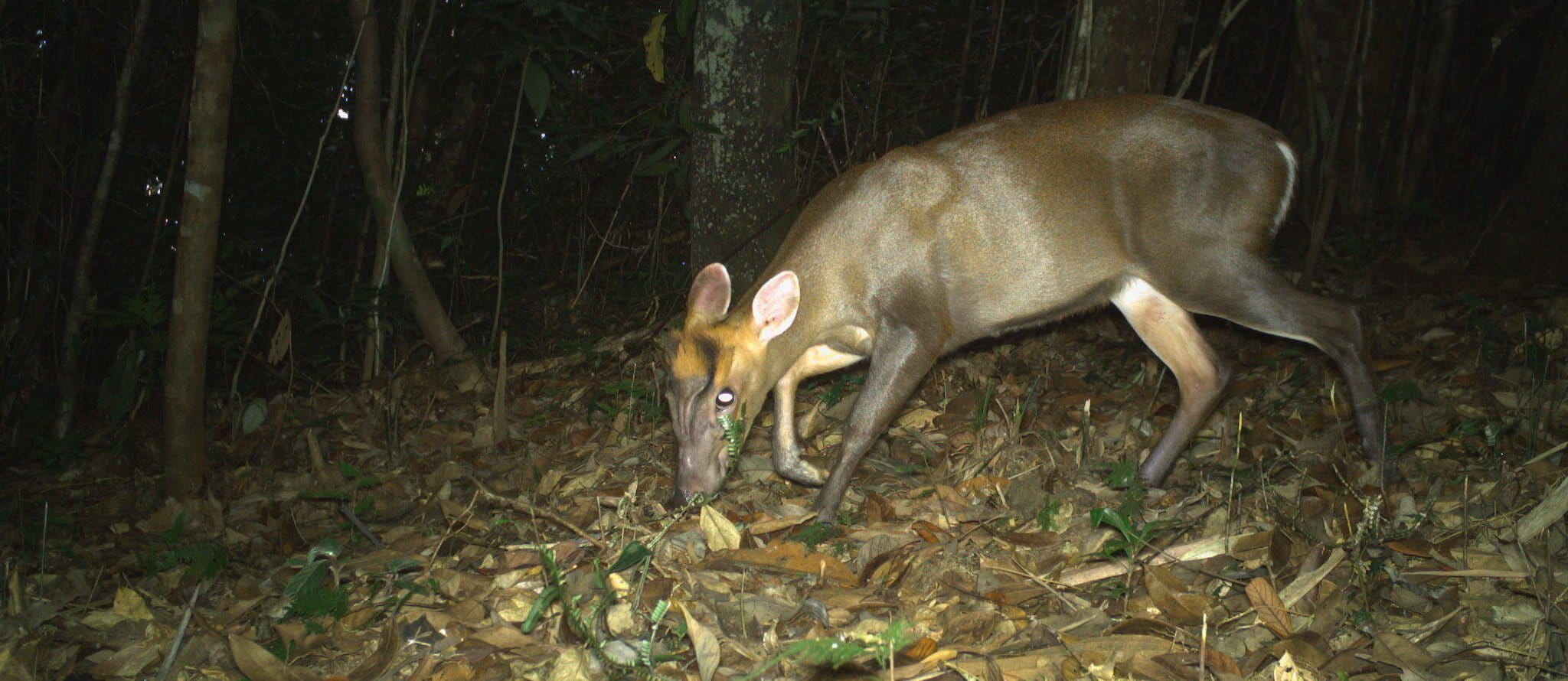 Camera trap photo of an Annamite dark muntjac in the Annamite mountains. Photo courtesy of Leibniz-IZW / WWF-Viet Nam / Song Thanh National Park