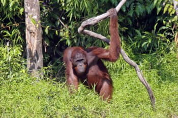 A Bornean orangutan in Indonesia