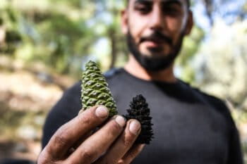 Shouf Biosphere Reserve restoration project, Lebanon
