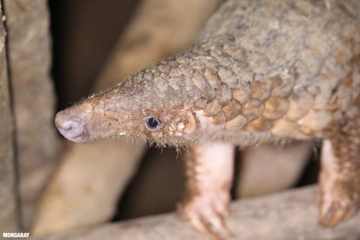 Pangolin_by Rhett Butler