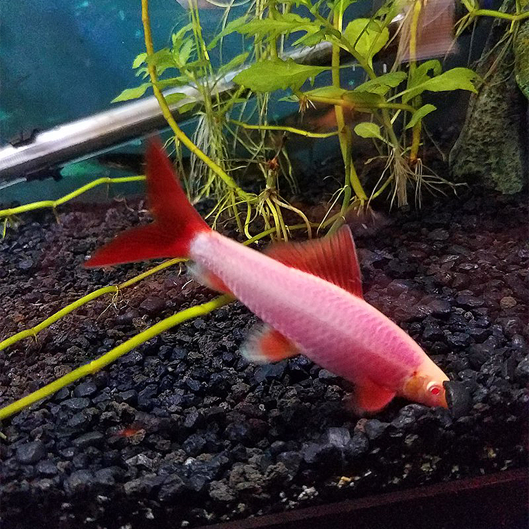 A Galactic Purple Shark, one of several strains of genetically modified zebrafish. 