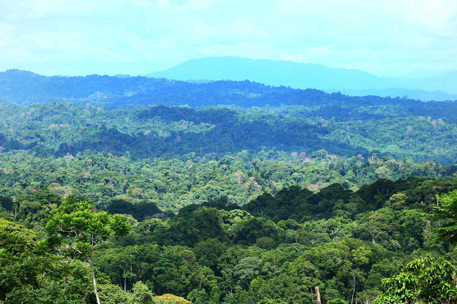 Paramillo National Park in Colombia. While coca grown in 12 protected areas in 2019 represents only a fraction of the nation’s total crop, penetration into national parks poses a biodiversity threat and opens up conserved areas to further exploitation.