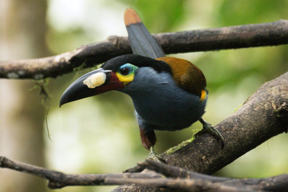 Biodiversity loss due to land use change could be highly underestimated: Study