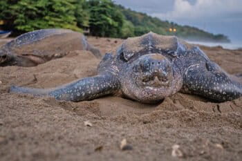Leatherback turtle nesting on a beach