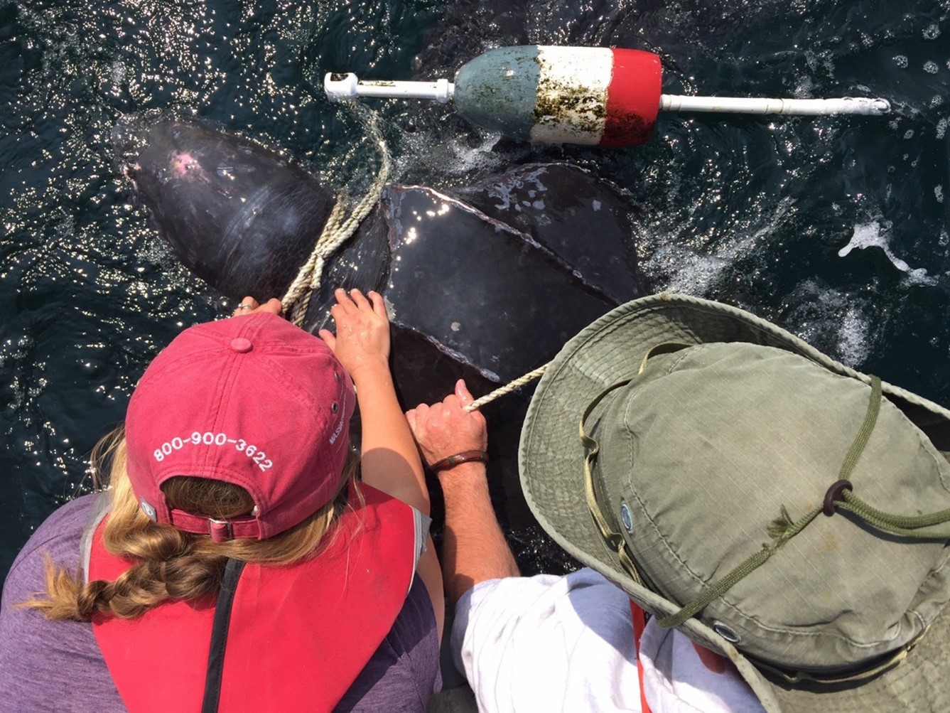 A CCS crew works to disentangle a leatherback turtle from the fishing rope caught around its neck. 