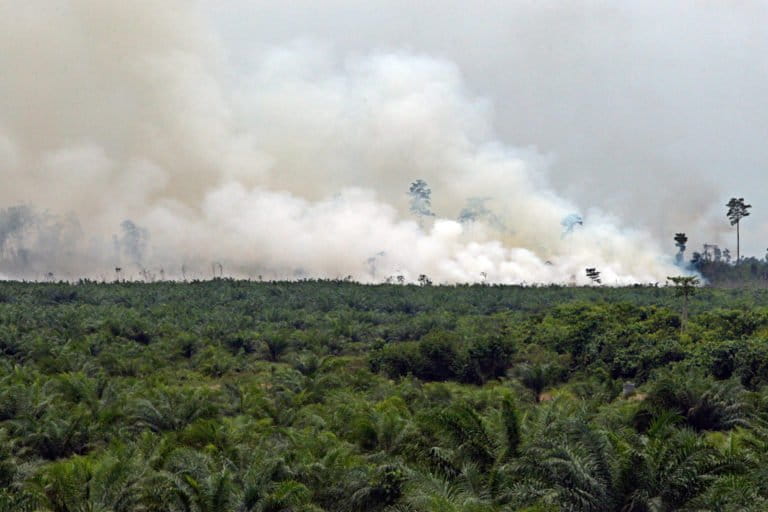 The global demand for palm oil is driving the fires in Indonesia