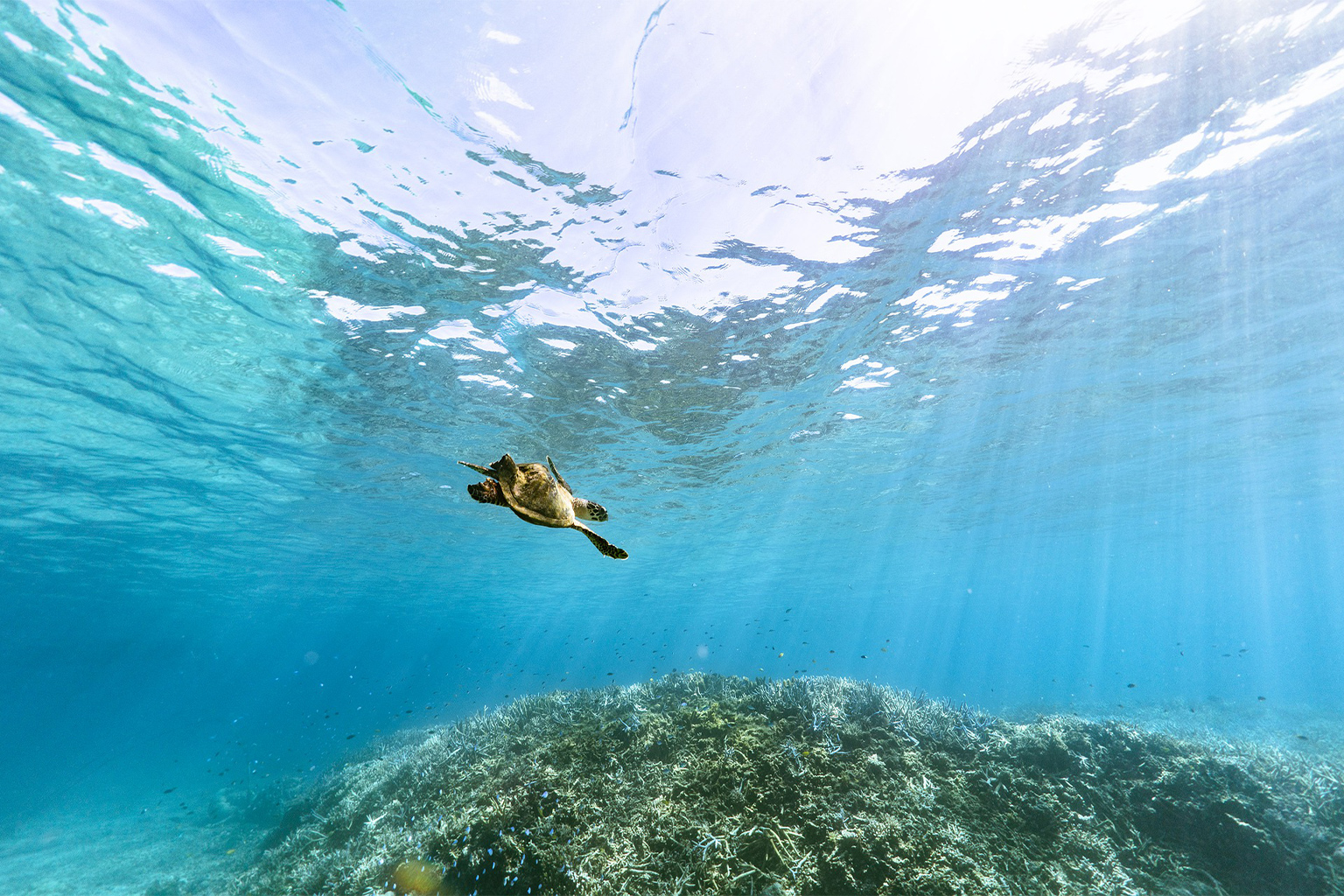 The critically endangered hawksbills (Eretmochelys imbricata) are found in tropical and subtropical waters in the Atlantic, Indian and Pacific oceans where they prefer coral reefs.