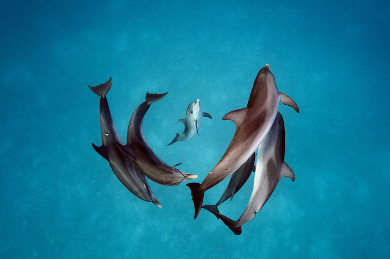 Spotted Dolphins in the waters around Bimini in the Bahamas, by Brian Skerry, courtesy of Vital Impacts.