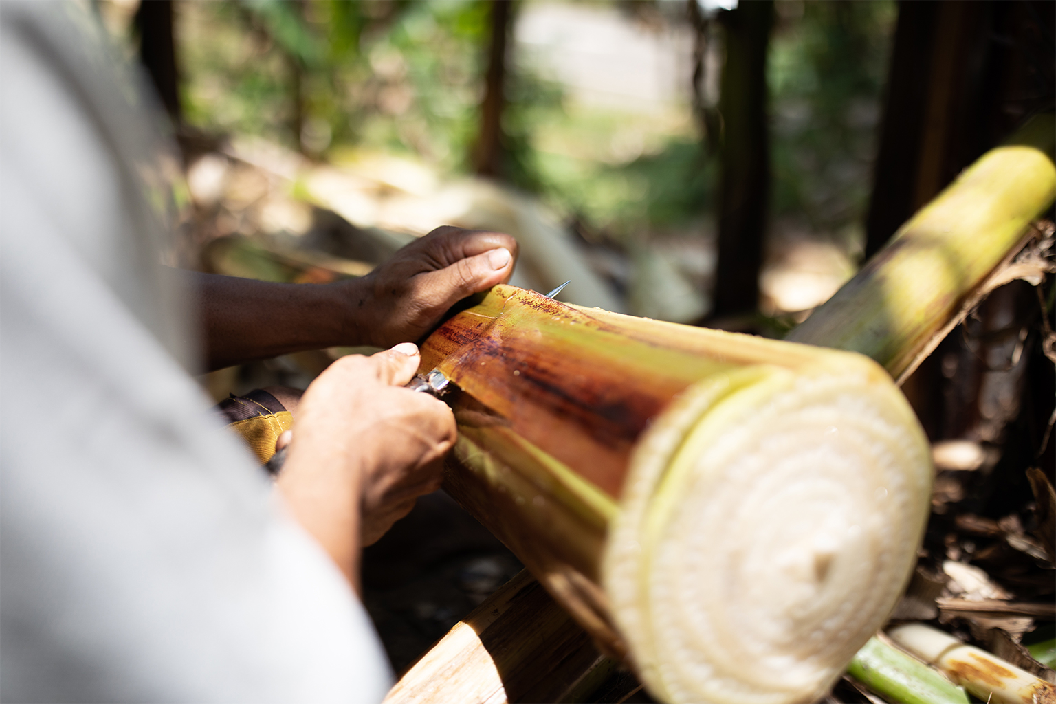 The fiber of the abacá banana plant, cultivated using agroforestry techniques in the Philippines, is extracted from plant stalks to manufacture Bananatex, a material developed by QWSTION. Farmers periodically harvest the stalks from the living plant so it continues growing and producing more fiber for years. Image courtesy of Sonja Mayrhofer/QWESTION.