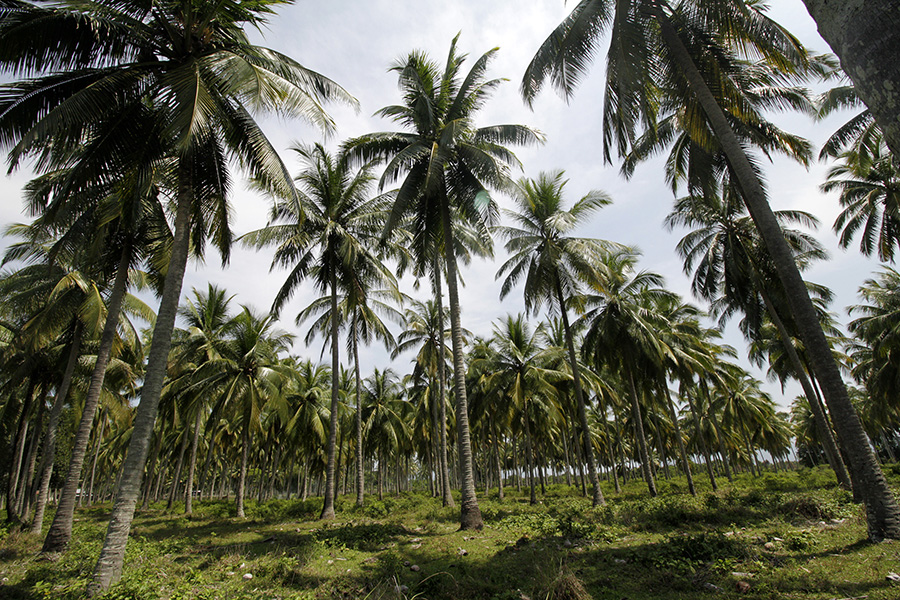 Indonesia is a top producer of coconut oil.