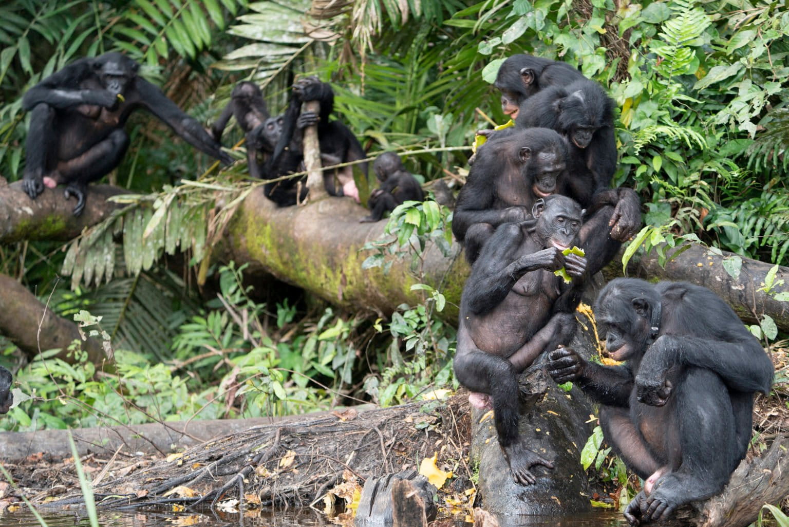 Bonobos torn from the wild make their return, with a helping hand