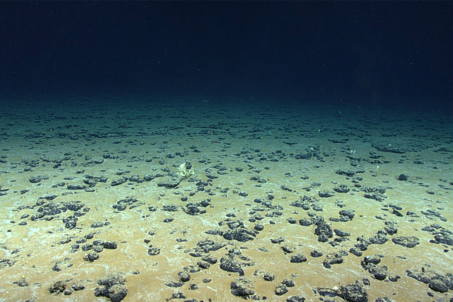 A Deep-sea Exploration by NOAA. The nodules seen here and strewn across the seafloor were deposited here millions of years ago and grow about 2 millimeters every million years.