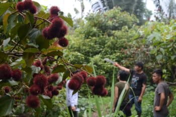 Achiote trees in a Kwicha community in Pastaza province