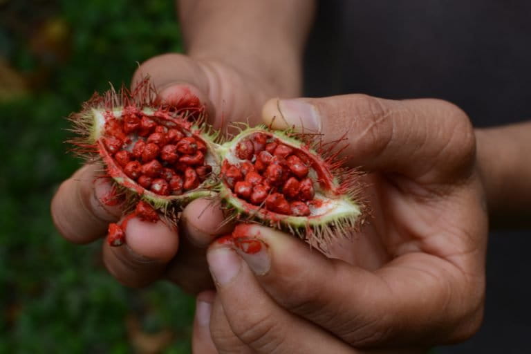 Achiote (Bixa Orellana) is regularly grown in Kwicha communities and has commercial potential due to its red coloring that is used to dye food and artisanal products.