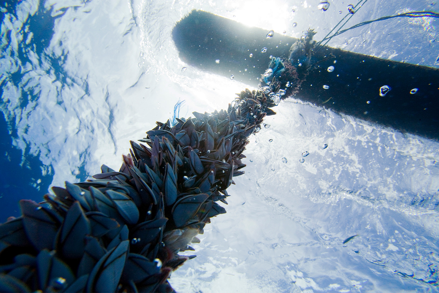 An illegal fish aggregation device (FAD) anchored in the waters of Palau's Exclusive Economic Zone (EEZ).