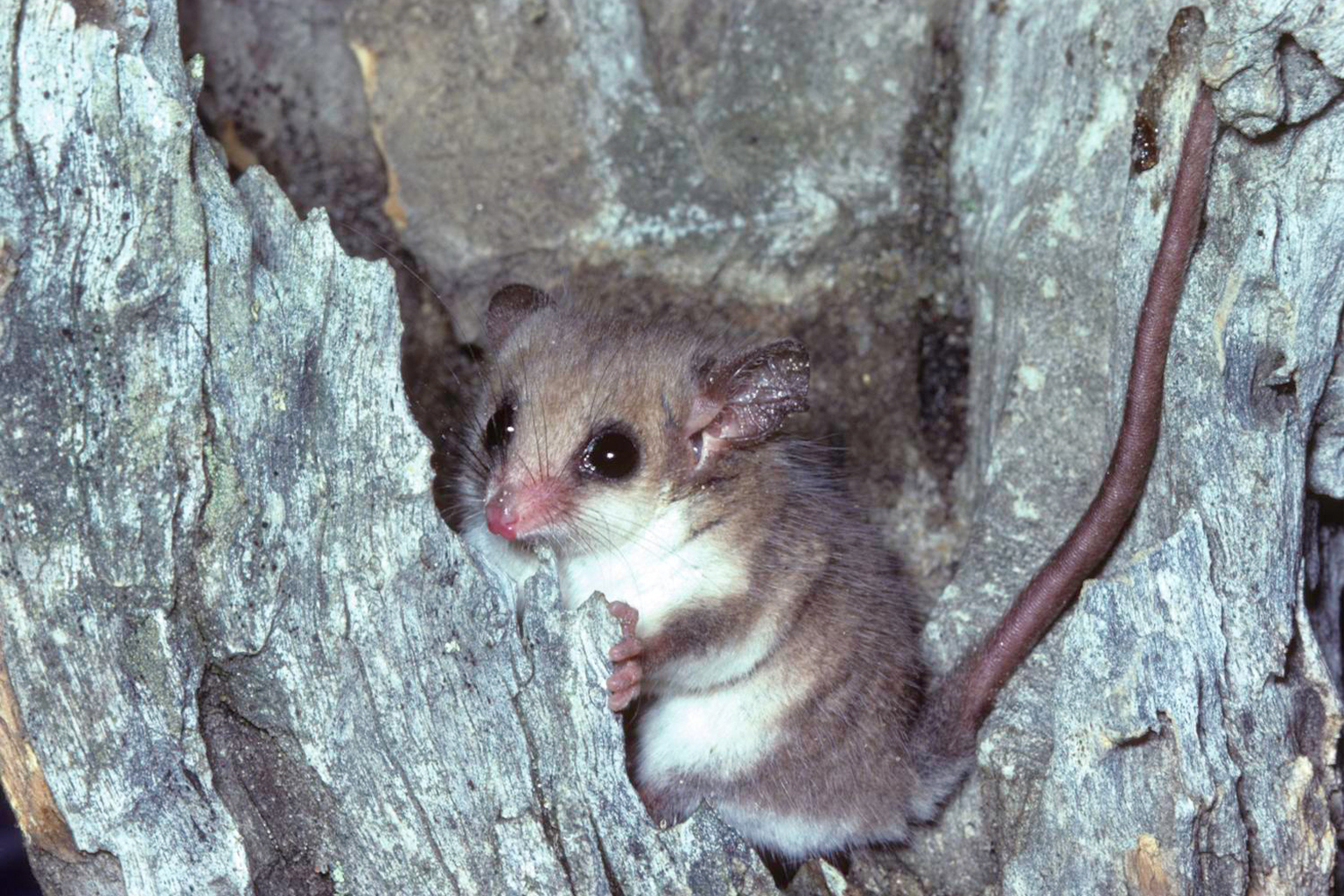 A western pygmy possum (<i>Cercartetus concinnus</i>) in Australia.