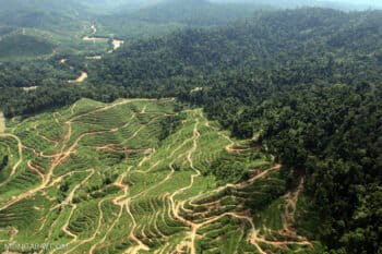 Deforestation for oil palm in Malaysia.