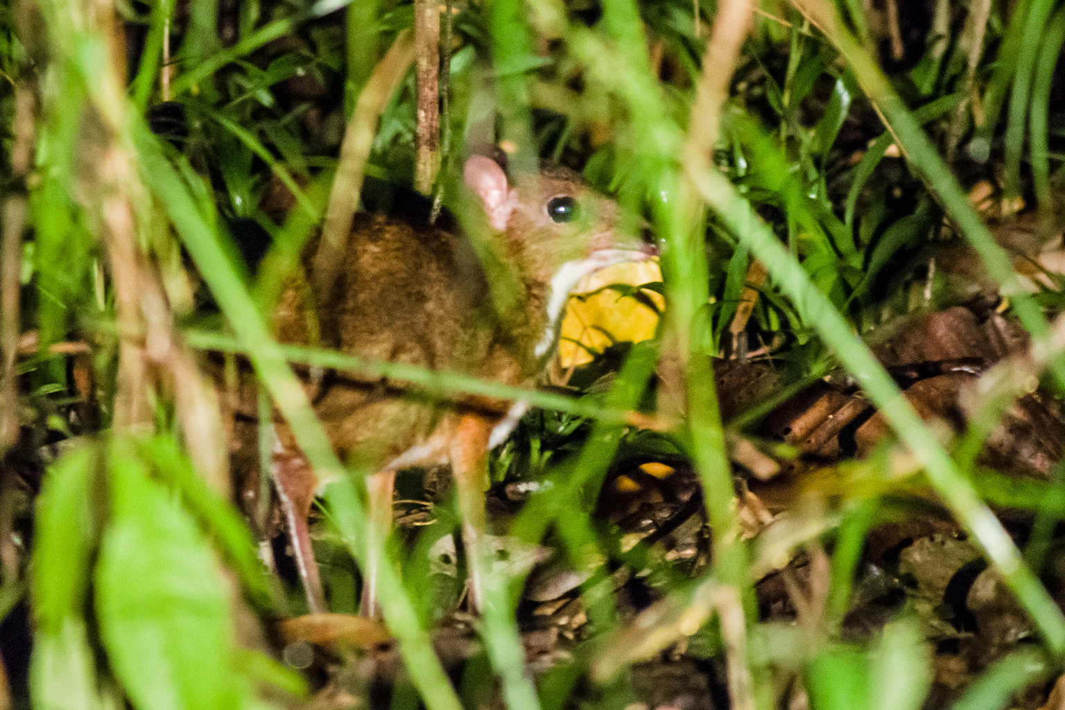 Lesser mouse-deer (Tragulus kanchil) in Tabin Wildlife Reserve, Sabah, Malaysia. 