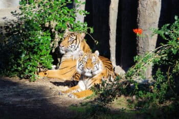 tigers in a zoo