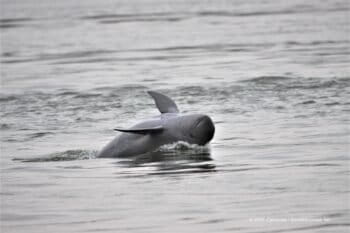 Irrawaddy dolphin in the Mekong river © WWF-Cambodia / Tan Someth Bunwath