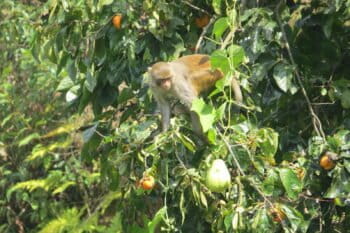 A monkey on a tree in Nepa