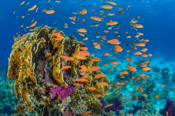 Fish_coral reef_Egypt