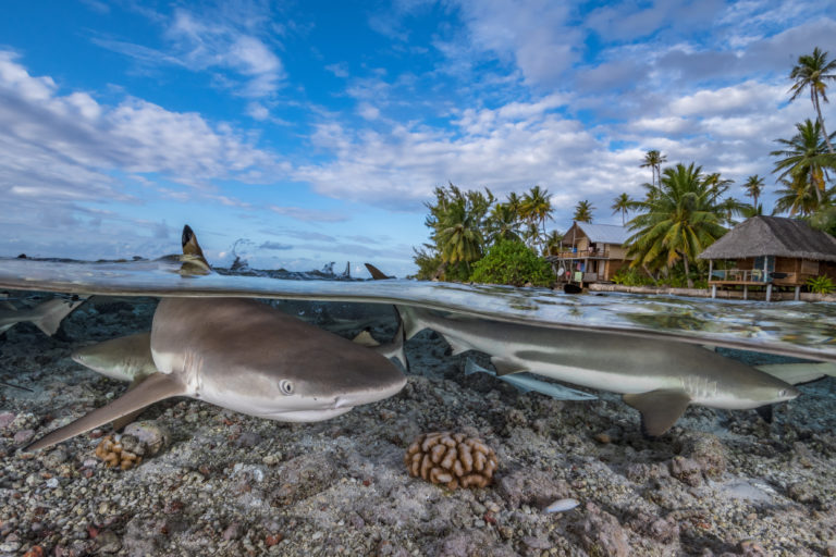 Blacktip reef shark, French Polynesia. Image by Hannes Klostermann / Ocean Image Bank